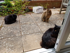 Next door's -thug- cat