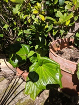 Yet another plant ID thread