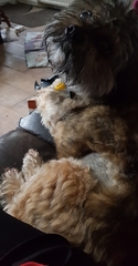 Anyone up? My old boy is ill.