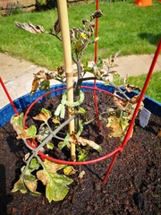 What's wrong with my tomato plant?