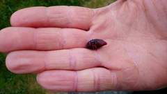Larvae identification