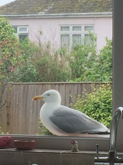 Join Money-saving May with the fantastic Frugaleers.