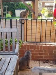 Next door's -thug- cat