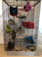 Tell me about having pet rats please.