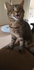 I adopted this pair on Sunday...
