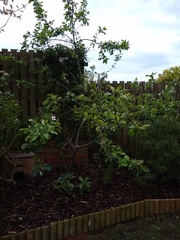 Apple tree pruning help with pics
