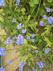 Weed/wildflowers/inherited
