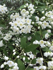 Anyone know what shrub/small tree this is?
