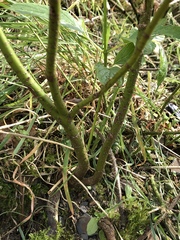 Plant ID please