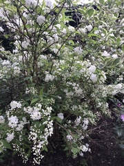 Anyone know what shrub/small tree this is?