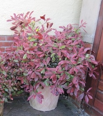 Please suggest plant suitable for pot in full sun?