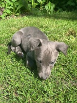 Please Help ! I have become the owner of a 6 week old whippet pup!
