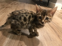 Is my kitten smaller than average?