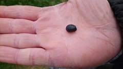 Larvae identification
