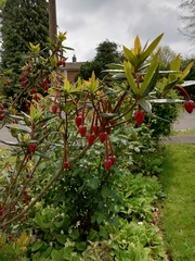 plant ID please