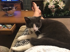 My cat is cheating on his partner.
