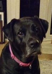 To think it’s not just the owner, sometimes it’s the breed?