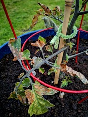 What's wrong with my tomato plant?