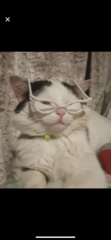 My cat is cheating on his partner.