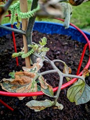What's wrong with my tomato plant?