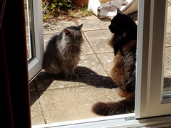 Next door's -thug- cat