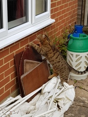 Next door's -thug- cat