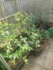 Allotment/Veg Patch Thread 14 ! growing into summer