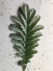 Does this look like it could be a variety of fern?