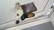Show me your dogs