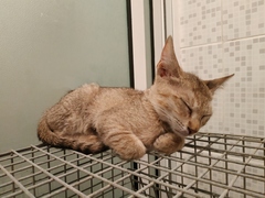 Is cat hoarding a thing?