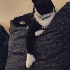 My cat is cheating on his partner.