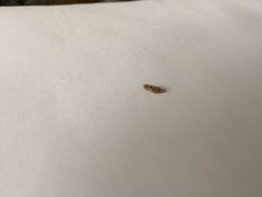 To think this is a sugared mouse poo?