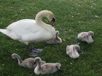 Swagger Inn 161 - Springtime is here so wenches get in the beds to help things to grow