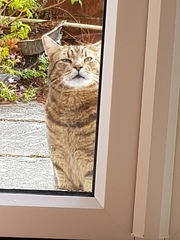 Next door's -thug- cat