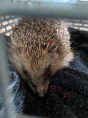Who else is helping hedgehogs?
