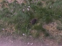 Hedgehog problem, any knowlegable people about?