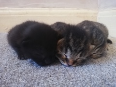 Giving kitten to someone in a flat? Is it cruel?