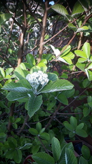 Can you identify this tree?
