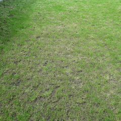 Lawn in trouble!