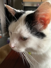 My cat is cheating on his partner.