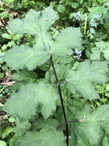 Can I have a plant ID please?