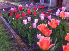 Allotment?Veg Patch Thread 13! Are we weathering the weather?