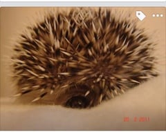 Please tell me all about having hedgehogs as pets
