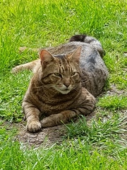 Next door's -thug- cat