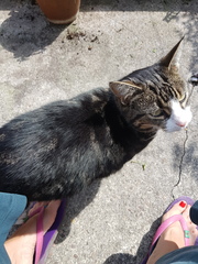 One chubby cat!