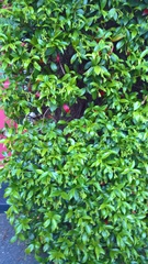 Star jasmine trouble