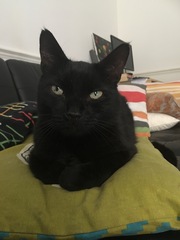 Westminstenders: Lets get on with...