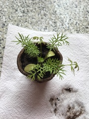 Plant (seedling) ID