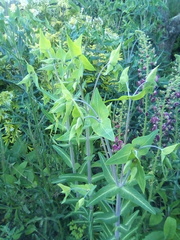 Plant ID please