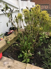 My poor hydrangea... what’s gone wrong?